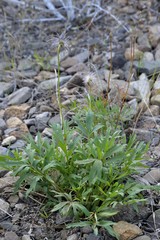 Pulsatilla dahurica