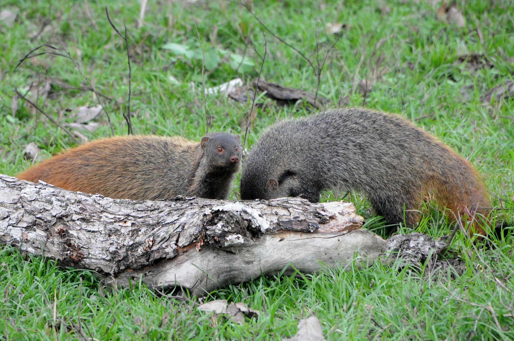 Stripe-necked Mongoose (Urva vitticollis) · iNaturalist