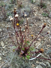 Packera heterophylla