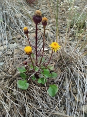 Packera heterophylla