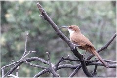 Tarphonomus certhioides