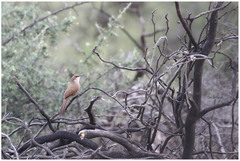 Tarphonomus certhioides