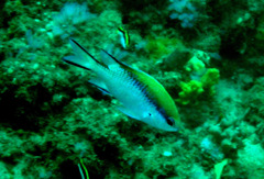 Chromis nitida