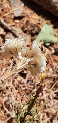 Helichrysum lacteum image