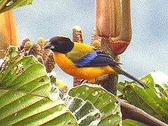 Anisognathus notabilis