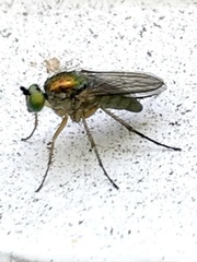 Hydrophorinae