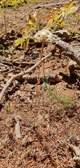 Helichrysum lacteum image