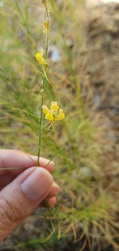 Linaria pinifolia, photograph 1