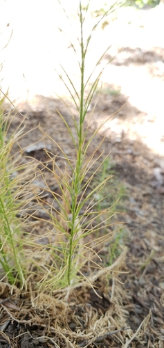 Linaria pinifolia, photograph 2