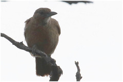 Pseudoseisura gutturalis
