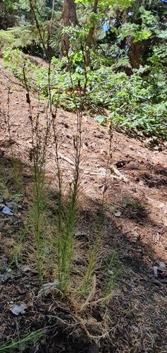 Linaria pinifolia, photograph 3