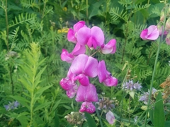 Lathyrus