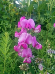 Lathyrus