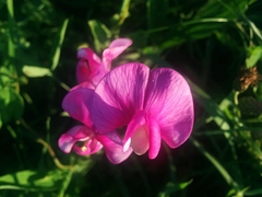 Lathyrus