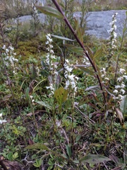 Spiranthes arcisepala