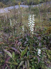 Spiranthes arcisepala