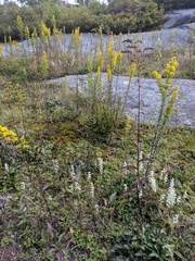 Spiranthes arcisepala