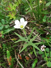 Cerastium maximum