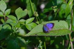 Arhopala birmana asakurae