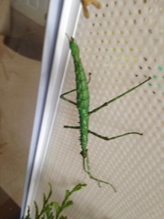 Acanthoxyla geisovii