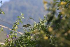 Graphium agamemnon agamemnon