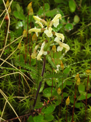 Pedicularis lapponica