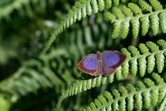 Arhopala birmana asakurae