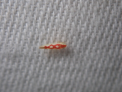 Zygina flammigera