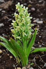 Platanthera hyperborea