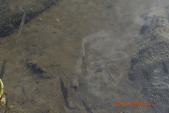 Dermogenys pusilla