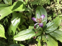 Tricyrtis lasiocarpa