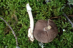 Agaricus semotus