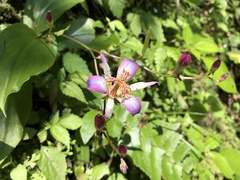 Tricyrtis lasiocarpa