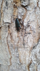 Belionota prasina