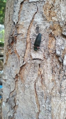 Belionota prasina