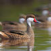 White-cheeked Pintail - Photo (c) Christoph Moning, some rights reserved (CC BY)