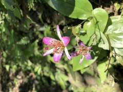 Tricyrtis lasiocarpa