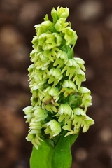 Pseudorchis straminea
