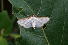 Palpita annulifer