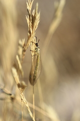Myrmecaelurus trigrammus