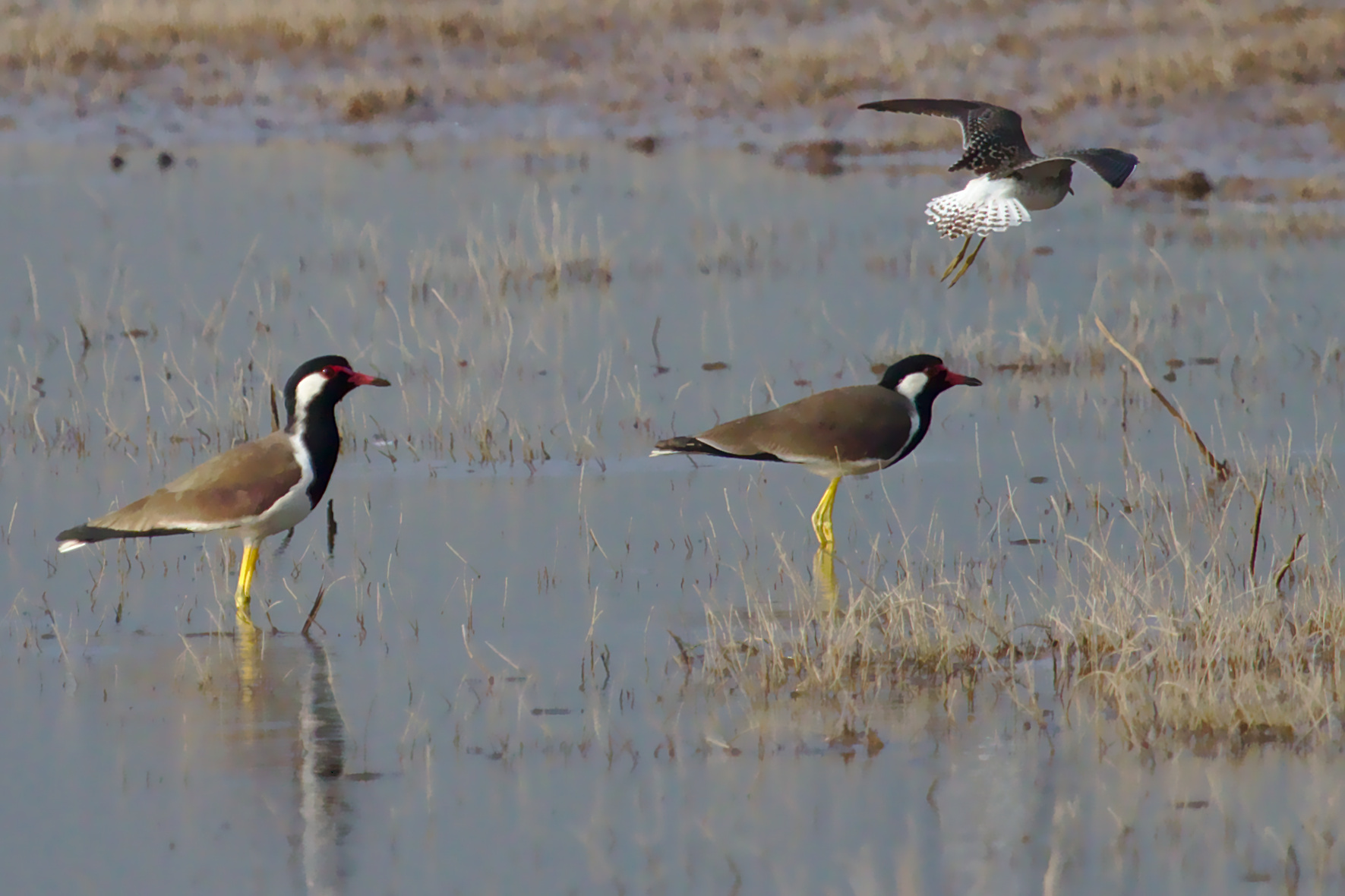 Red-wattled Lapwing