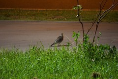 Turdus pilaris