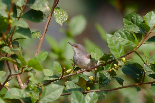 Prinia hodgsonii