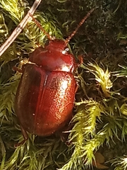 Chrysolina staphylaea