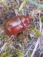 Chrysolina staphylaea
