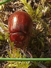 Chrysolina staphylaea