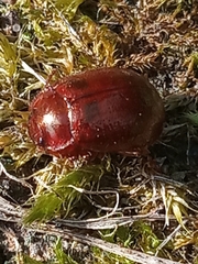 Chrysolina staphylaea