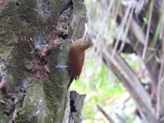 Xiphorhynchus guttatus