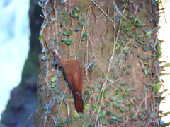 Xiphorhynchus guttatus