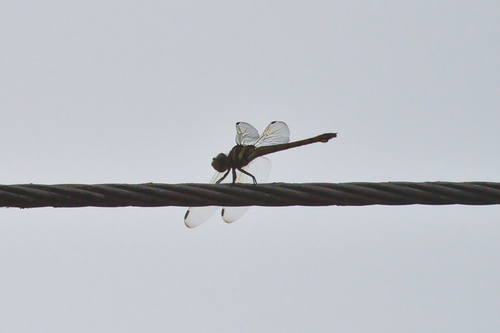 Photo of Swampwatcher (Potamarcha congener)